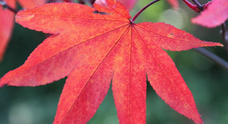 Indian Summer in Nordamerika Reisekompass Tipps