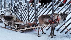 Image of a Reindeer in Lapland, Finland