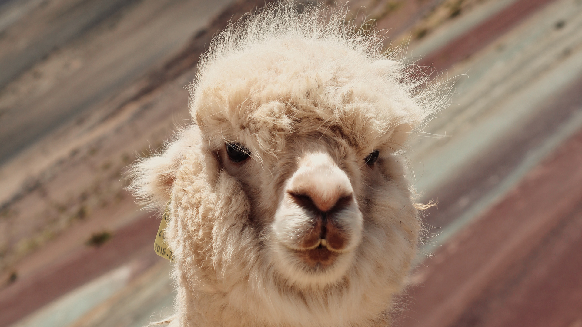 Image showing a lama in South America