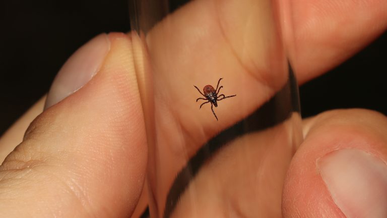 Image of a tick, news about alpha-gal syndrome travelcompass