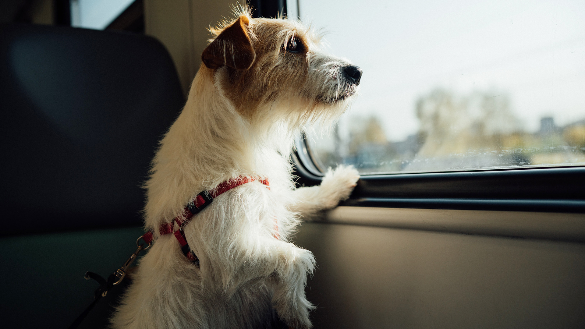 20 beste Destinationen für Reisen mit Hund in Europa