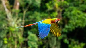 Bild eines Papageis in Costa Rica: Nachhaltiges Reisen 2024 - die 20 besten Reiseziele für klimabewusste Reisende