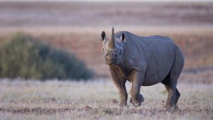 Wilderness Desert Rhino Camp, Foto beigestellt