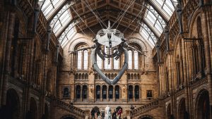 Die 20 besten Naturkundemuseen in Europa reisekompass.at Foto Andrea de Santis via unsplash