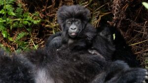 Das Bild zeigt einen jungen Gorilla in Afrika