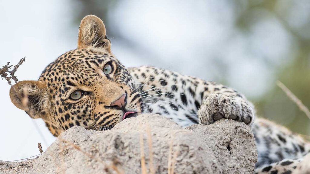 Das Bild zeigt einen Leoparden im Kruger Nationalpark in Südafrika
