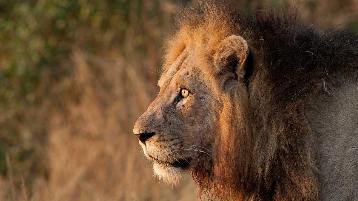 Das Bild zeigt einen Löwen im Kruger Nationalpark in Südafrika